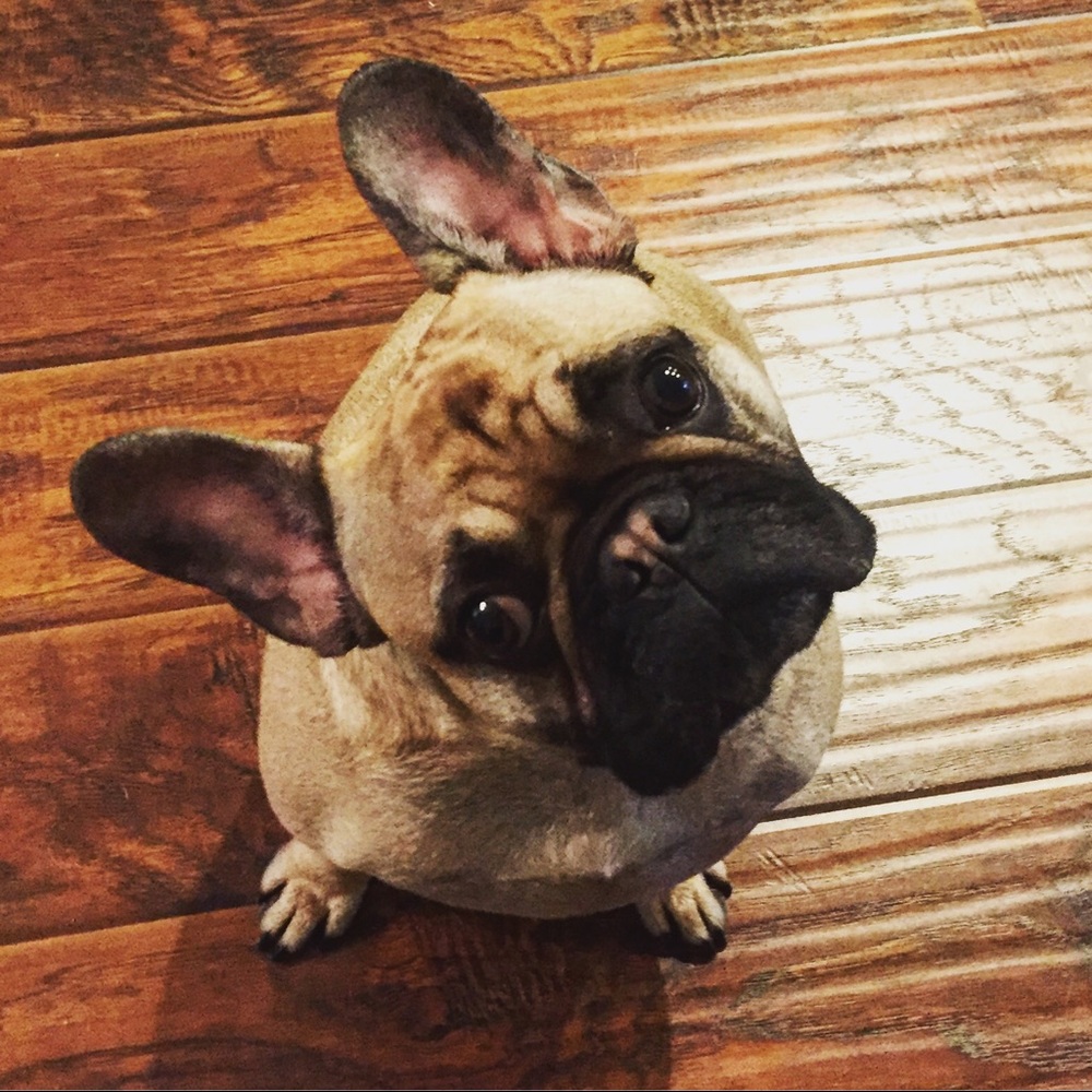 Meet your Posher, FrenchieMom